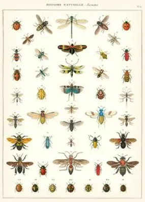  Natural History Insects  Poster